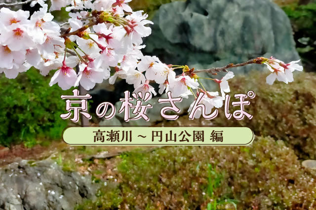 京の桜さんぽ